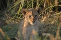 M lion cub 4